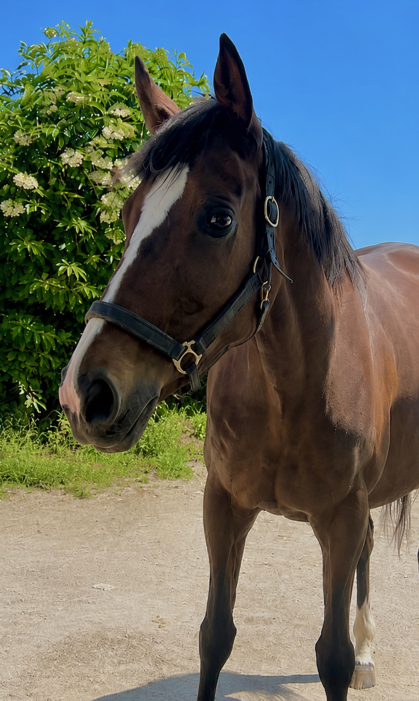 Empyrea — Laili broodmare at the National Stud